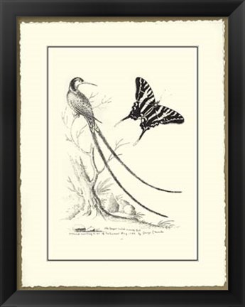 Framed B&amp;W Longest tailed Hummingbird Print