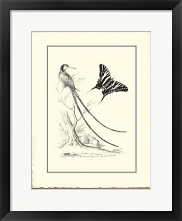 Framed B&amp;W Longest tailed Hummingbird Print