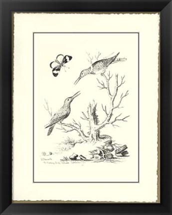 Framed B&amp;W The Hummingbirds 1742 Print