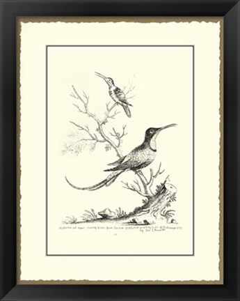 Framed B&amp;W Greater&amp;Lesser Hummingbirds Print