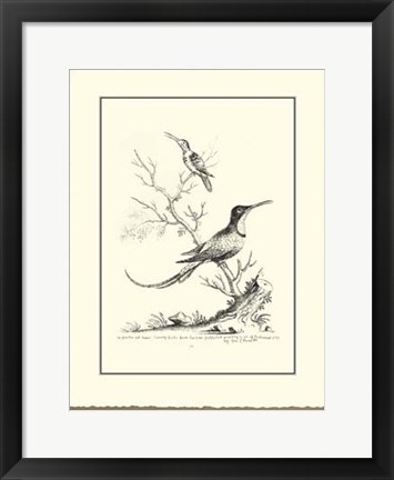 Framed B&amp;W Greater&amp;Lesser Hummingbirds Print