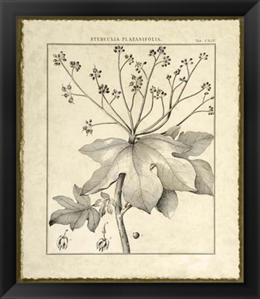 Framed Vintage Botanical Study I Print