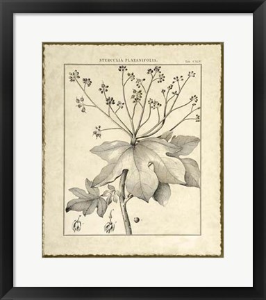 Framed Vintage Botanical Study I Print