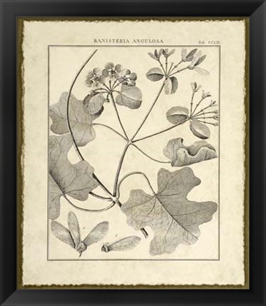 Framed Vintage Botanical Study II Print