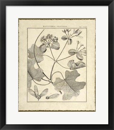 Framed Vintage Botanical Study II Print