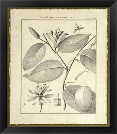 Framed Vintage Botanical Study III Print