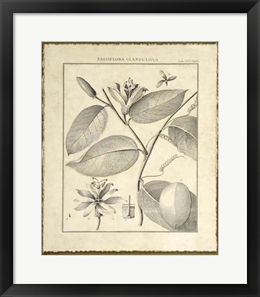 Framed Vintage Botanical Study III Print