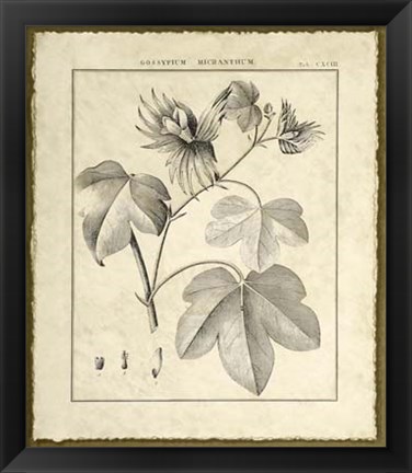 Framed Vintage Botanical Study IV Print