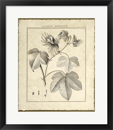 Framed Vintage Botanical Study IV Print