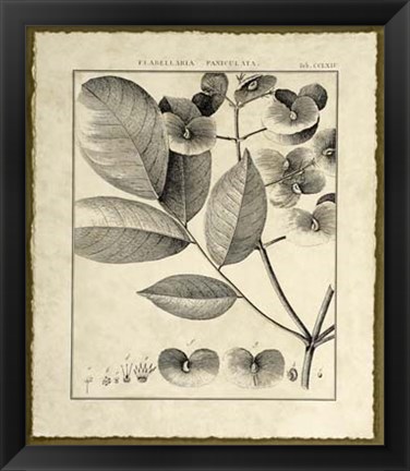 Framed Vintage Botanical Study V Print