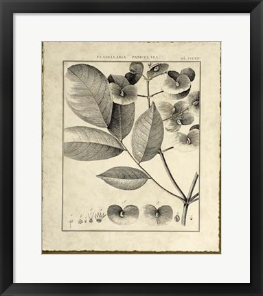 Framed Vintage Botanical Study V Print