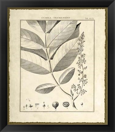 Framed Vintage Botanical Study VI Print