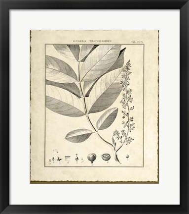 Framed Vintage Botanical Study VI Print