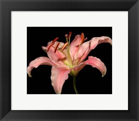 Framed Dream Lilies II Print