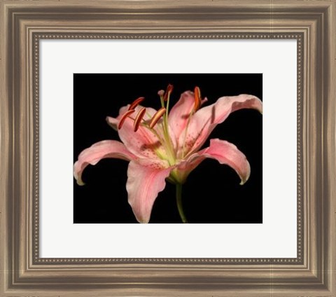 Framed Dream Lilies II Print