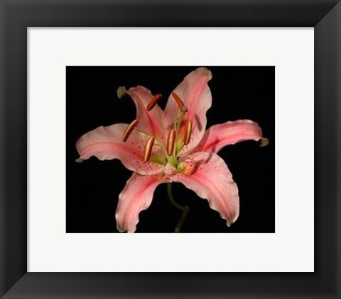 Framed Dream Lilies III Print