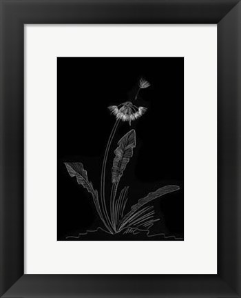 Framed Dandelion Garden II Print