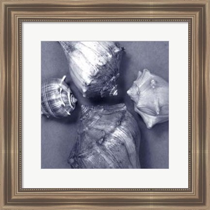 Framed Shell Convergence IV Print