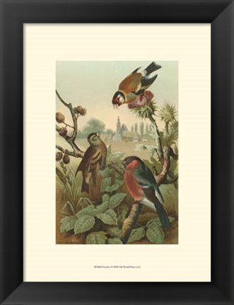 Framed Finches Print