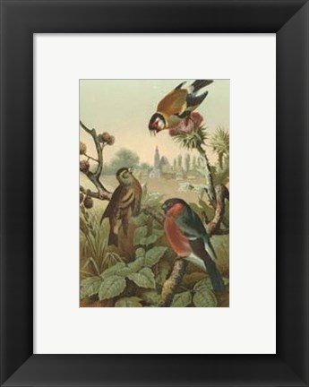 Framed Finches Print