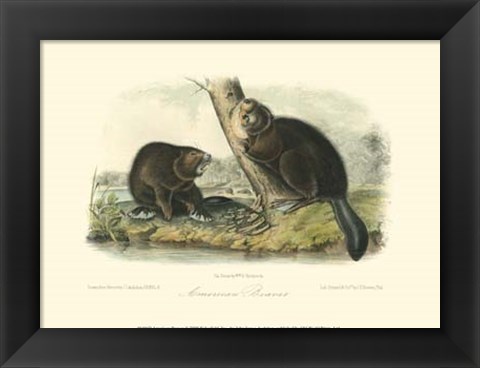 Framed American Beaver Print