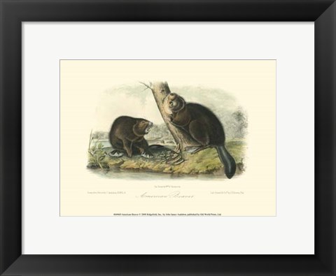 Framed American Beaver Print