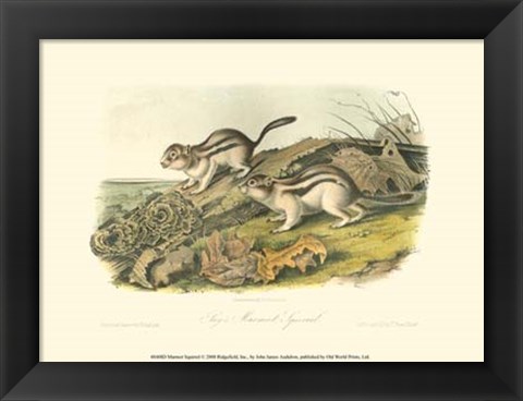 Framed Marmot Squirrel Print