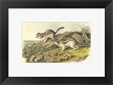 Framed Marmot Squirrel Print