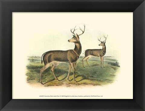 Framed Columbian Black-tailed Deer Print