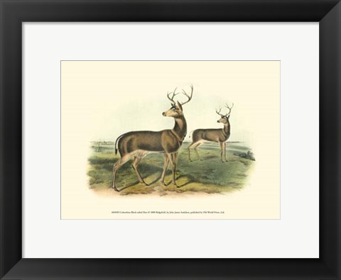 Framed Columbian Black-tailed Deer Print