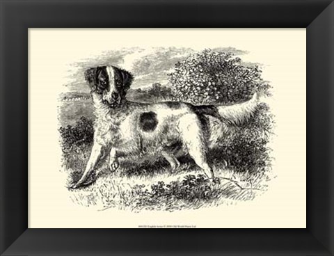 Framed English Setter Print