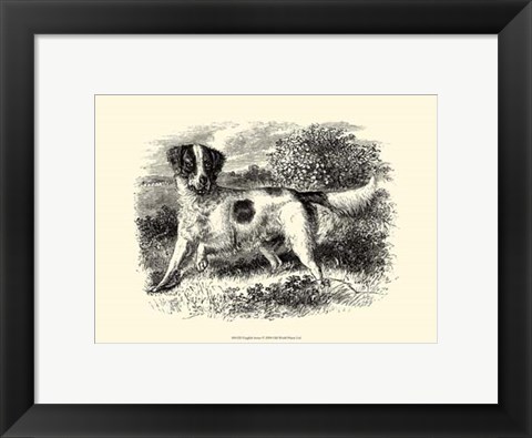 Framed English Setter Print