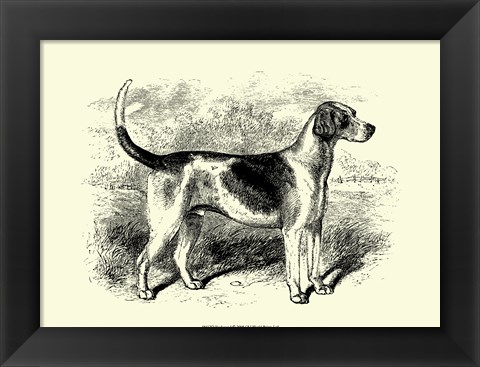 Framed Foxhound Print