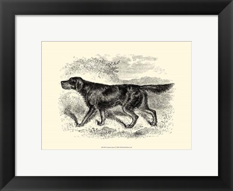 Framed Gordon Setter Print