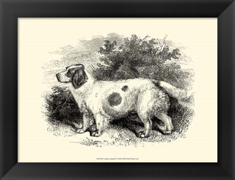 Framed Clumber Spaniel Print