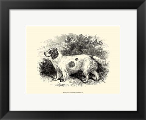 Framed Clumber Spaniel Print