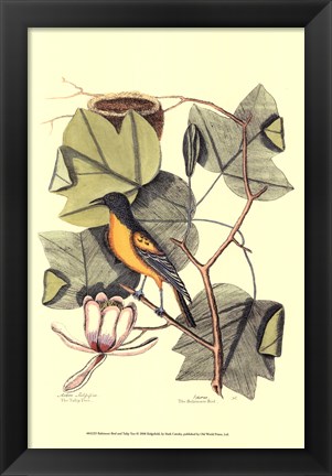 Framed Baltimore Bird and Tulip Tree Print