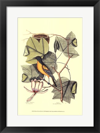 Framed Baltimore Bird and Tulip Tree Print