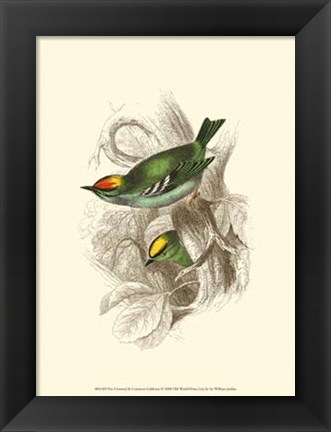 Framed Fire-Crowned and Common Goldcrest Print