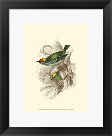 Framed Fire-Crowned and Common Goldcrest Print