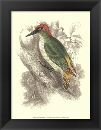 Framed Green Woodpecker Print