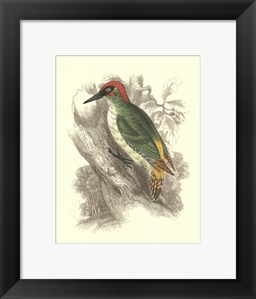 Framed Green Woodpecker Print