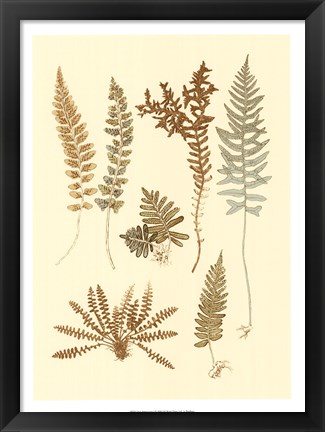 Framed Fern Impressions I Print