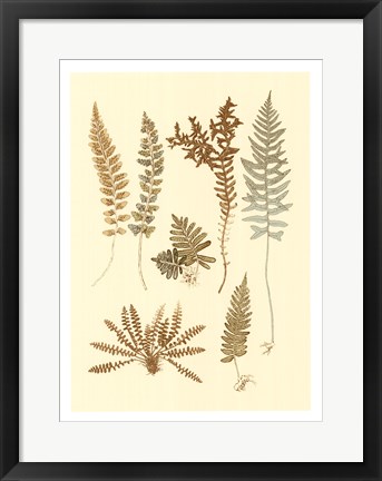 Framed Fern Impressions I Print