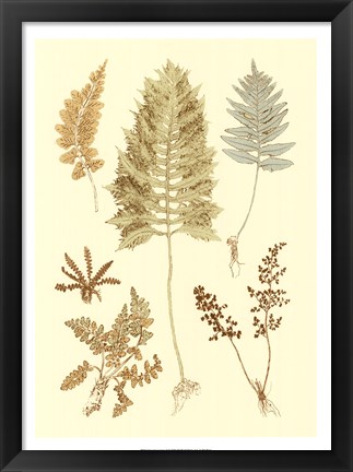 Framed Fern Impressions II Print