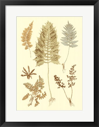 Framed Fern Impressions II Print