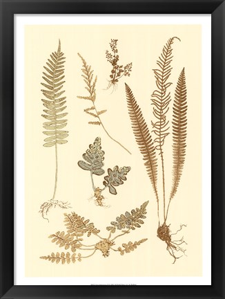 Framed Fern Impressions III Print