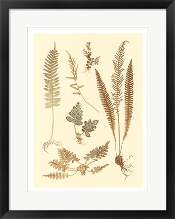 Framed Fern Impressions III Print