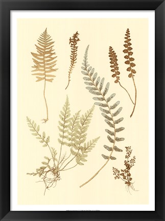 Framed Fern Impressions IV Print