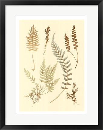 Framed Fern Impressions IV Print